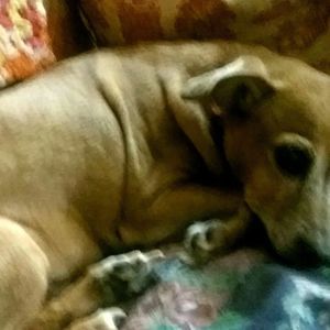 Meet your Posher, Rose